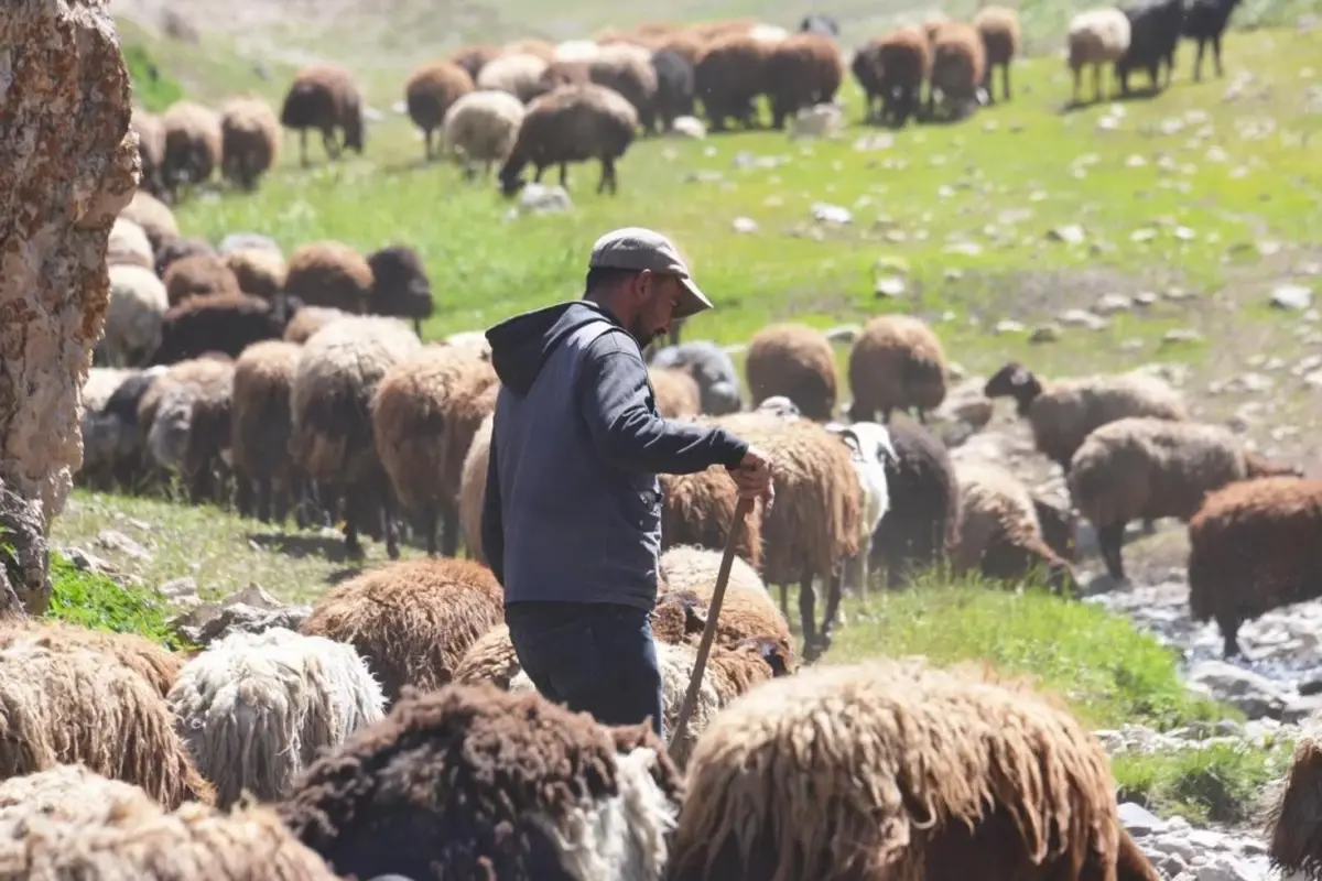 60 bin liraya çoban bulamayan köylü sorunu bakın nasıl çözdü