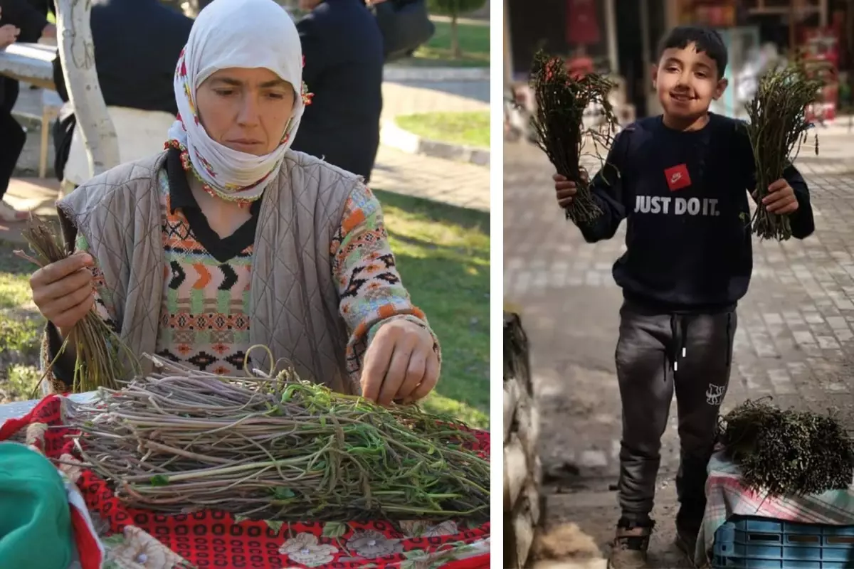 Bedavaya toplanıyor, bir bağı 100 liradan kapış kapış gidiyor