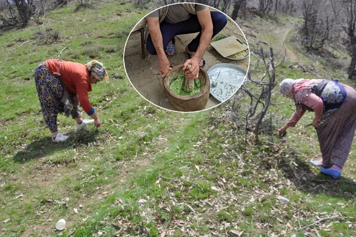 Dağdan toplanıyor, kilosu 10 bin TL’ye satılıyor